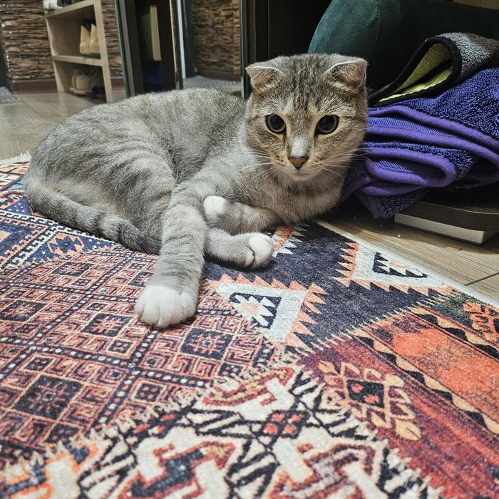 Отдам кота ( 4 года) в добрые руки