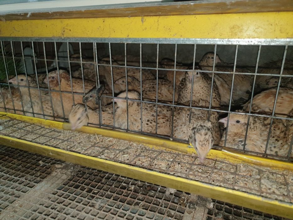 Инкубационные перепелиные яйца