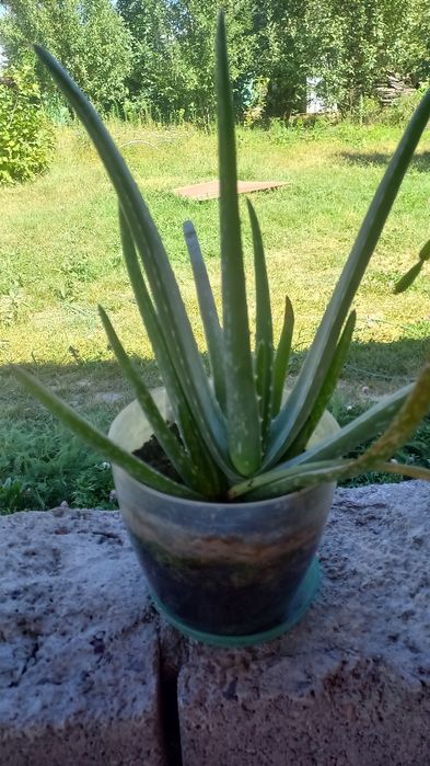 Алоэ  Вера лечебный