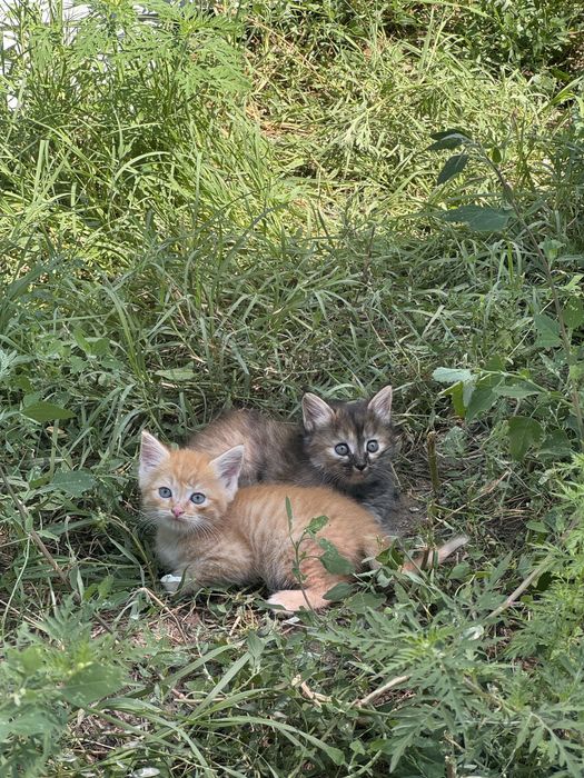 Ласковые котята ждут Вас