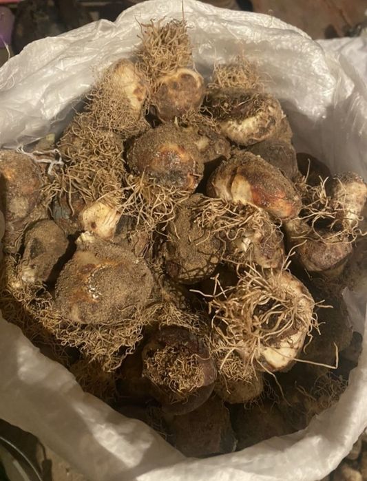 Луковицы тюльпаны по 10тг акция