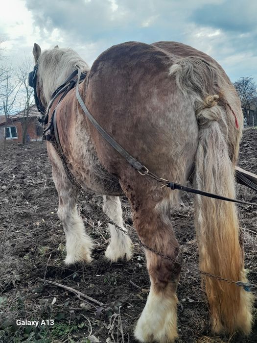 Iapa 7ani 6luni gestanta 165 înălțime