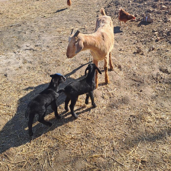 Vand 2 capre cu iezi