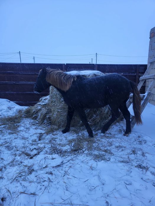 Продам Тай.