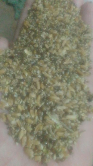 Зерно-Отходы Отруби Колоски