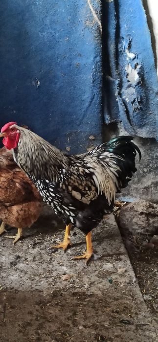 Виандот Петух, куриц нету