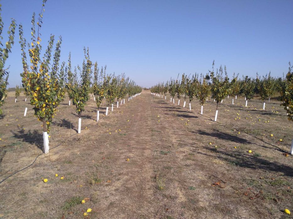 Продавам Дюлева овощна градина