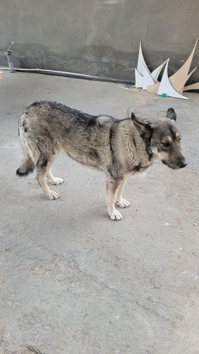 Собака девочка смешанная авчарка