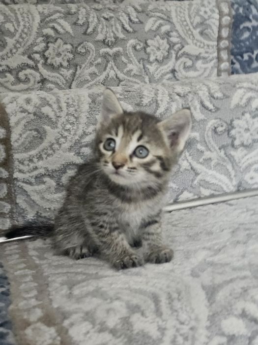 Mushuk bolasi xadiyaga beriladi