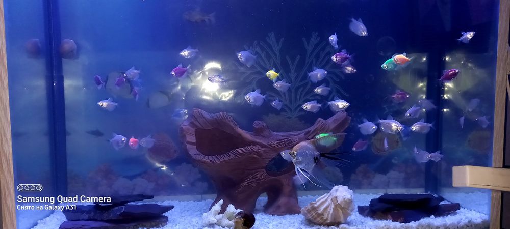 Продаю рыбок тернеций. Оптом дешевле .