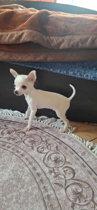 Малко мъжко чихуахуа