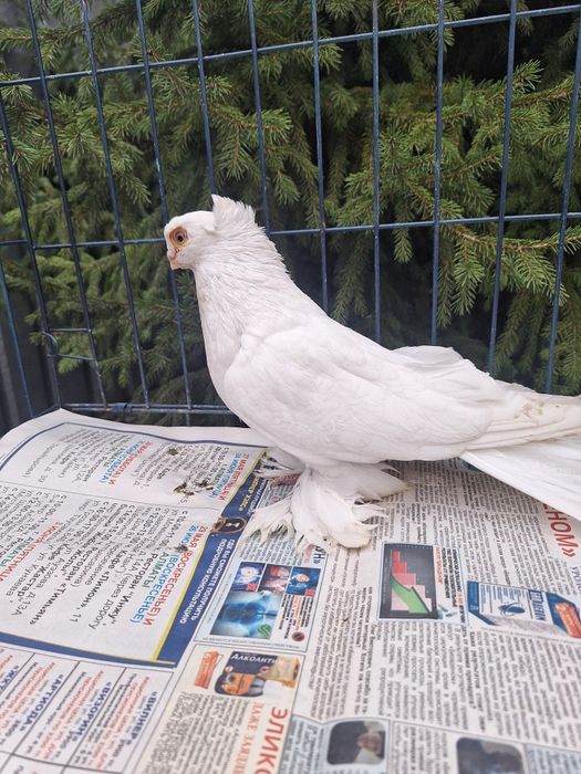 Продам самца гулбадама очень крупный мощный