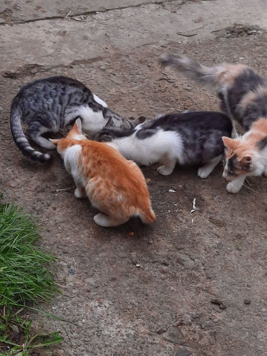Pisici spre adoptie