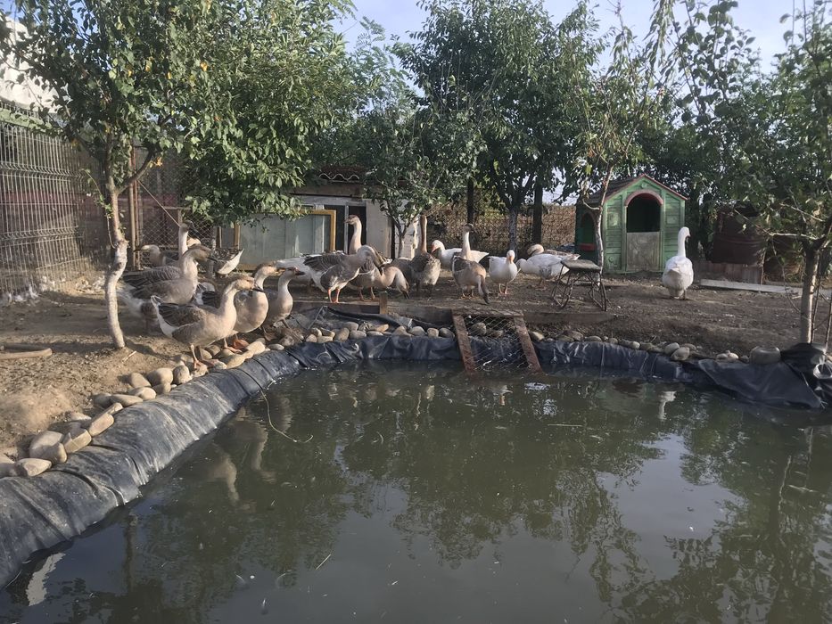 Vand sau schimb gaste americane