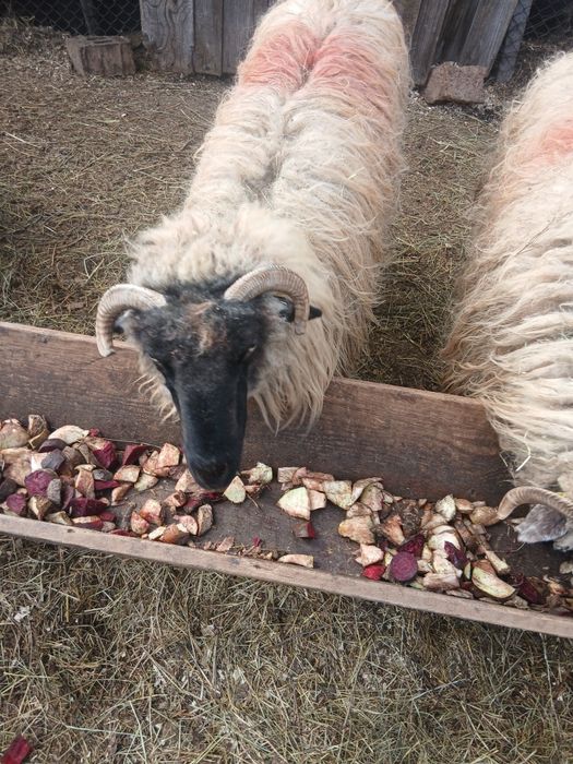 Vând oi tinere țurcane bucalai bune de lapte. Pentru mai multe detalii sunați la numărul de telefon  0762942262