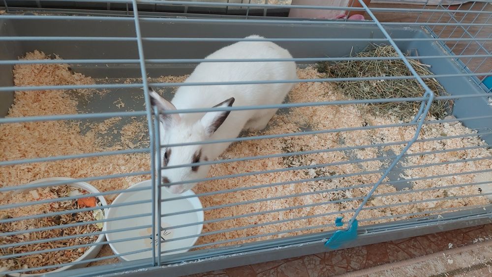 Кролик с клеткой