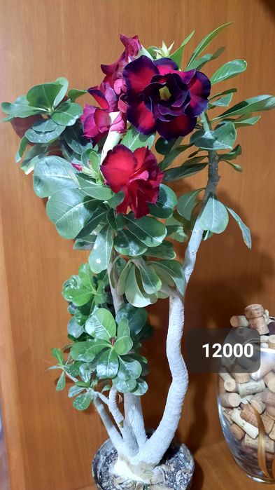 Адениумы махровые, цветущие.