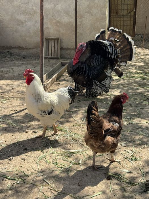 Тауық, үндік, индюк, тауык