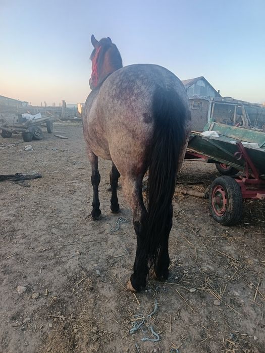 Vând o iapă de 6 ani cuminte curată merge cum vrei probezi la fața loc