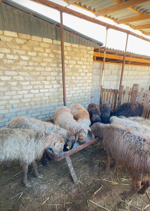 Буаз Қойлар бар саудасымен