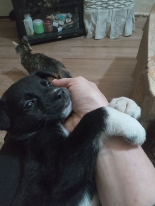 Подарю маленькую собачку.