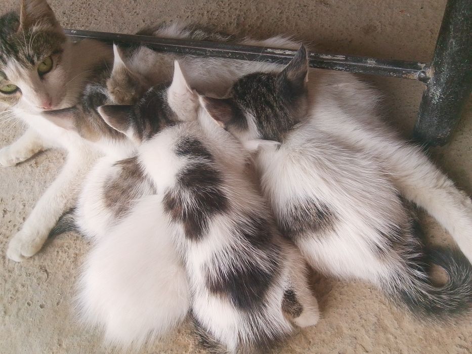 1 oylik Mushuk bolalari