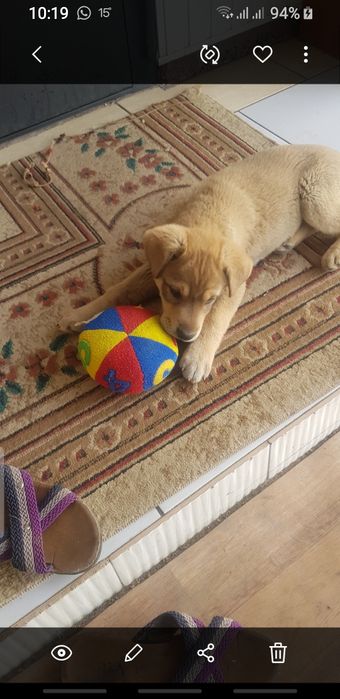 Домашние животные, собаки