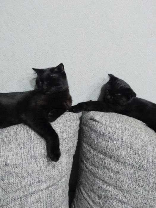 Продам котенка Скотиш Фолд
