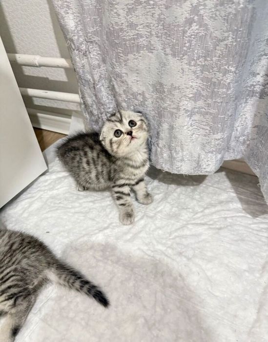 Шотландские вислоушки