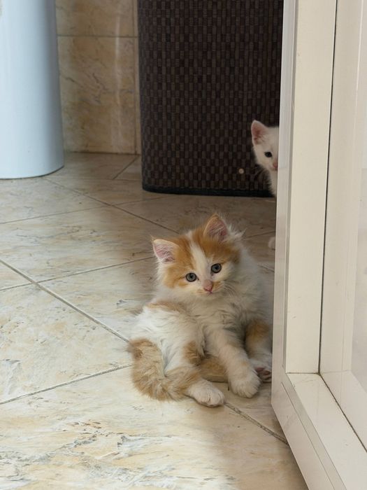 Продается котята от шиншиллы и британского длинношерстногоо