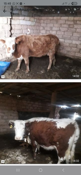 Сиыр 2 бас екеуін бірге ауыл бекі