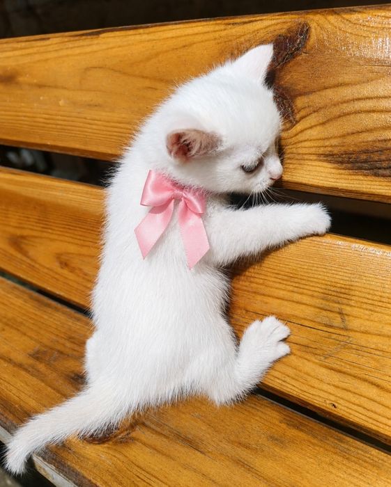 Сибирские котята