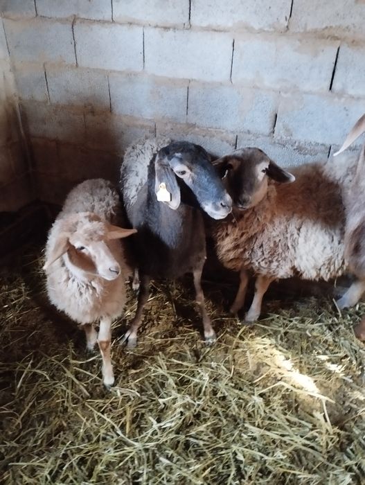 Бараны , ягнята.