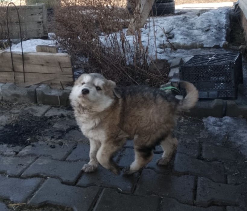 Отдам щенка в добрые руки