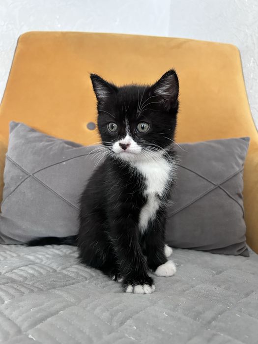 Котята ищут новый дом