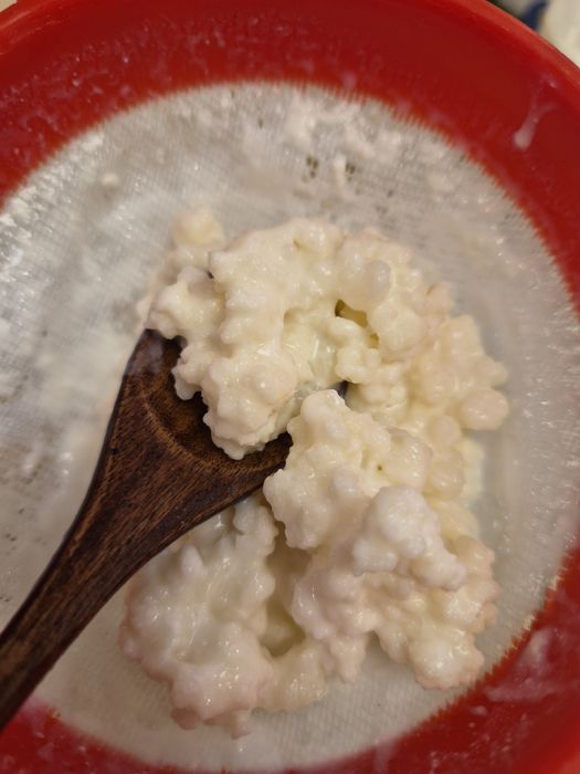 Ciuperca tibetana de kefir lapte