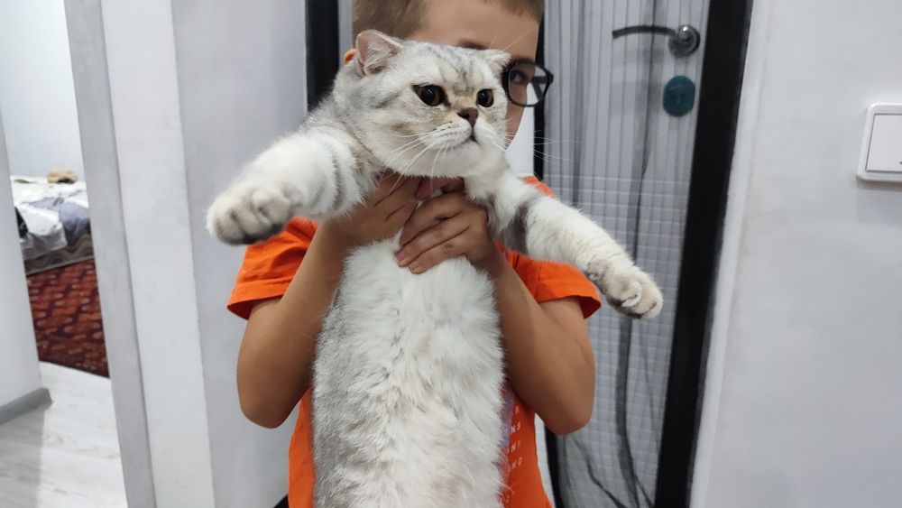 Scottish Fold 2 oylik