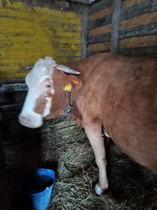 Vând vacă bațată românească