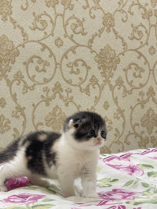 СРОЧНО! Котенок фолд