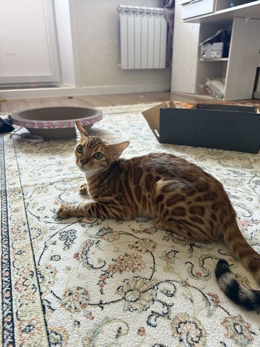 бенгальский котенок