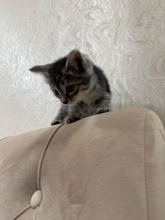 Котята ищут дом