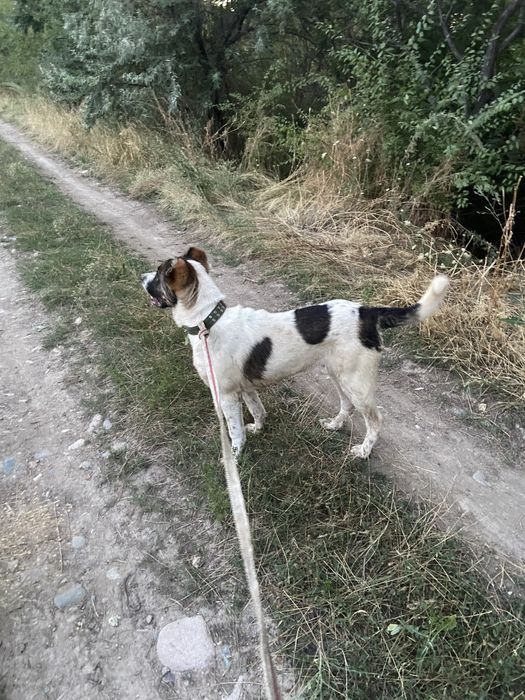 Алабай еркек