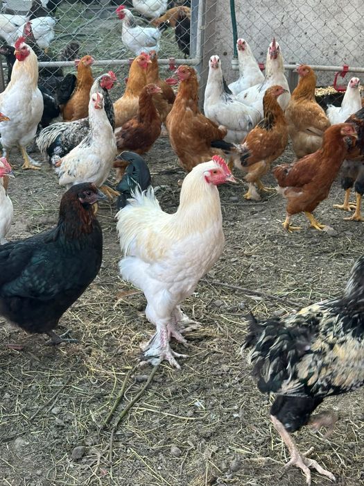 Продам молодых петухов