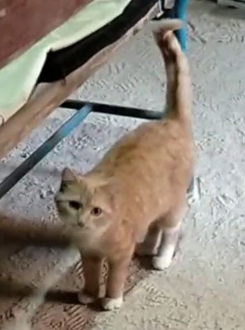 Котёнок в поиске семьи