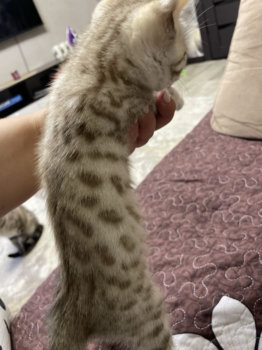 Бенгальские котята