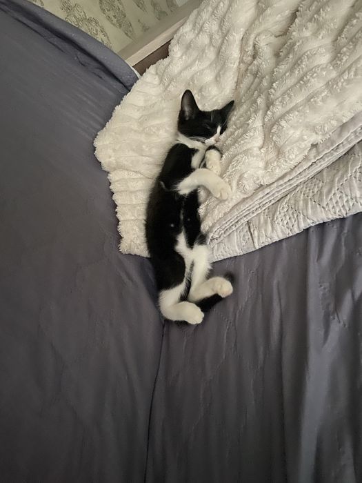 Отдам котенка в добрые  руки