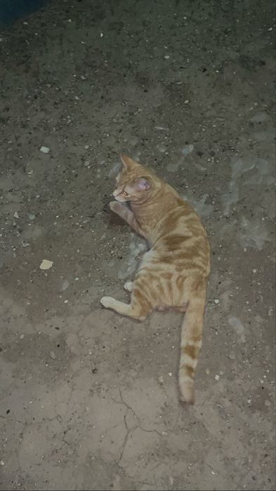 Шотладский прямоухий кот
