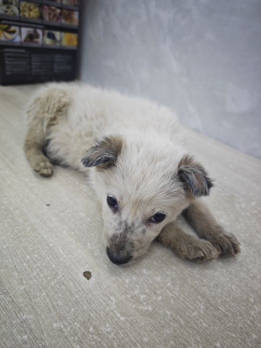 Отдается в добрые руки щенок