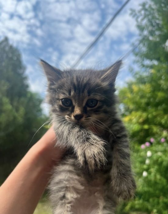 Отдам котят крыселовов
