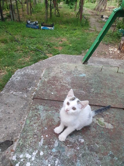 Подарявам котенца на два месеца.